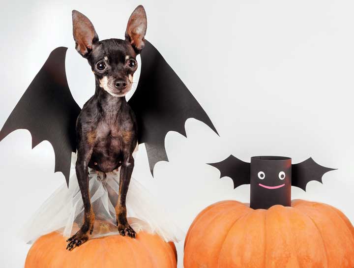 Best Pet Costumes