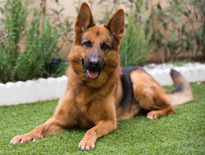 Common Health Problems in Large Dogs