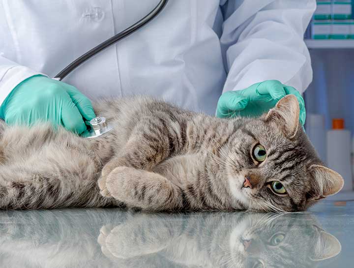 Could Your Cat Have a Neurological Disorder?