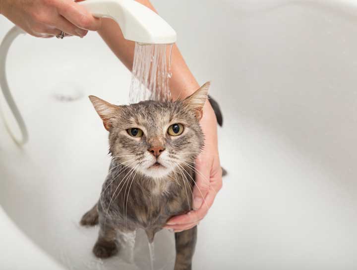 Does Your Cat Need A Bath?