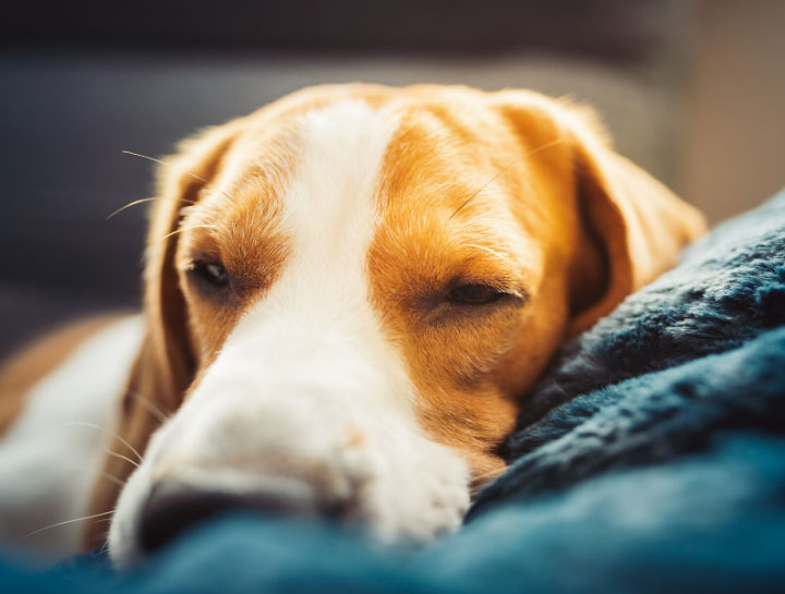 Does Your Dog Have a Sleep Disorder?