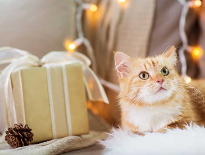 Holiday Pet Safety Tips