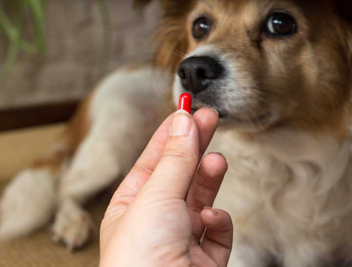 Medication Tips for Your Pet