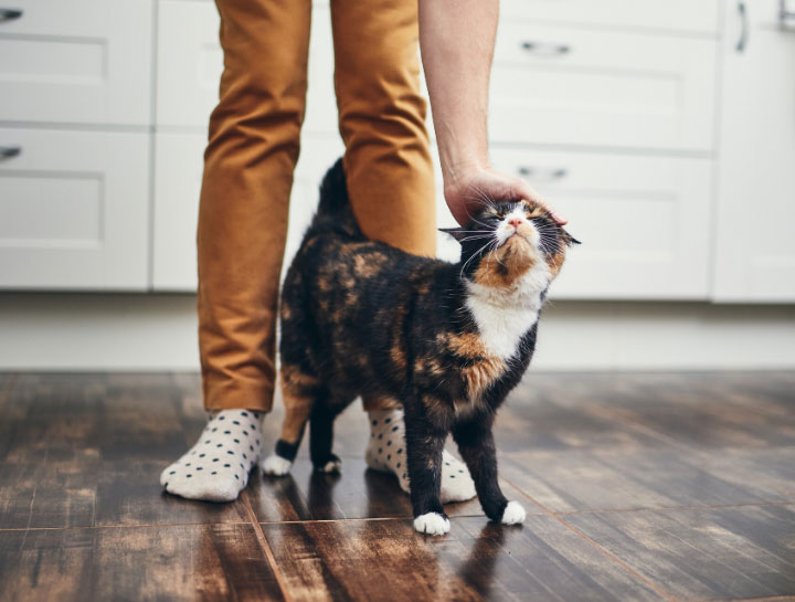 Mistakes to Avoid as a Cat Owner