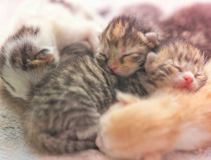 Preparing for Your Kitten's Developmental Milestones