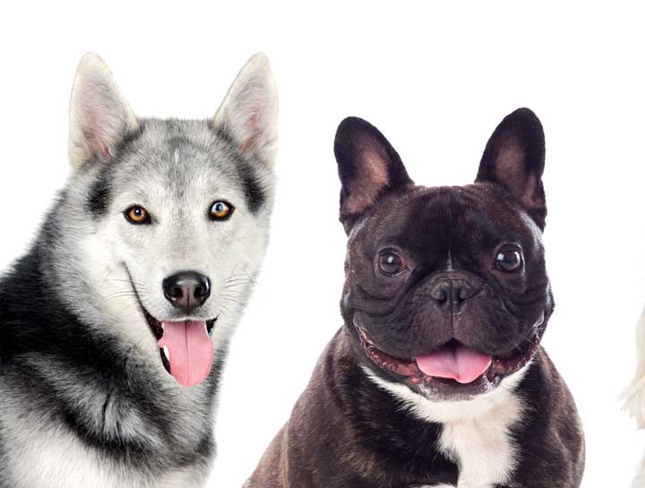 The Best Dog Breed for Your Personality and Lifestyle