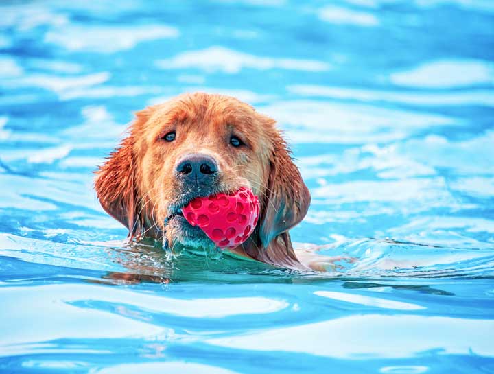 The Do's and Don'ts of Pet Summer Safety