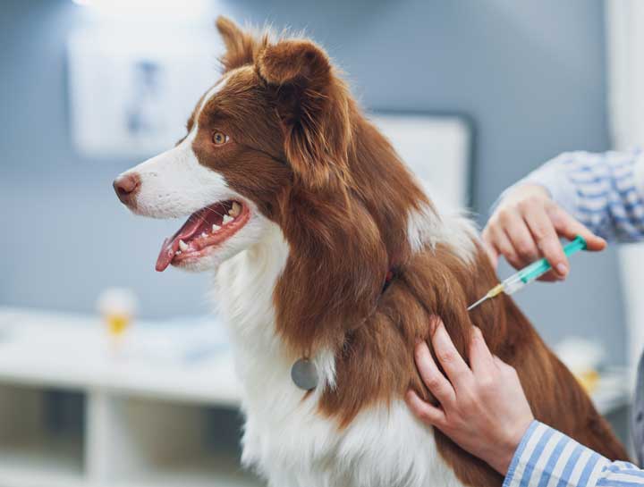 The Most Common Vaccinations for Your Cat and Dog