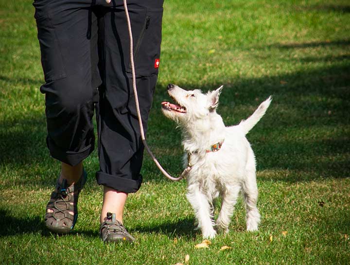 Training Tips for Your Pets