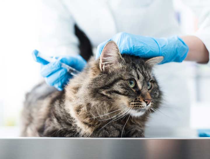 What Vaccines are Right for Your Pet?