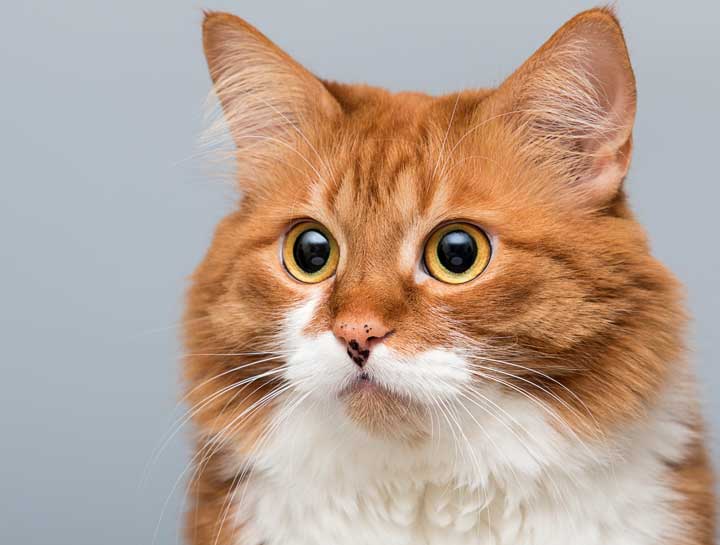 What Your Cat's Eyes Can Tell You