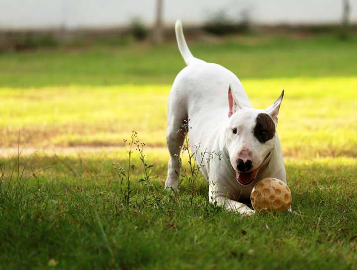 What Your Dog's Body Language Means