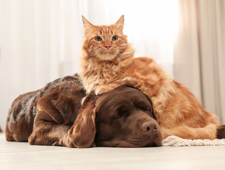 Round Lake, IL dog and cat boarding prices