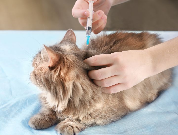 Round Lake feline boarding vaccine requirements